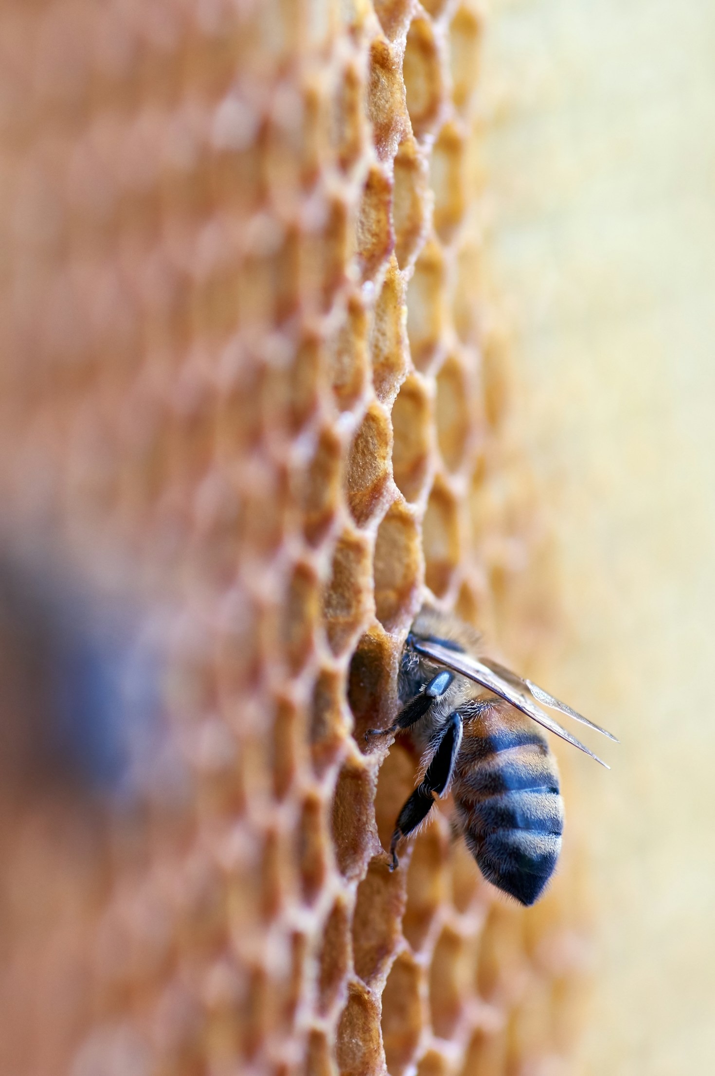 Wie Bienen unseren Alltag bereichern